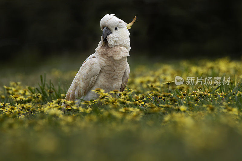 凤头鹦鹉(Cacatua galerita)